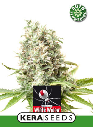 White Widow Auto (Kera Seeds)