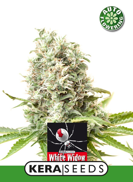 White Widow Auto (Kera Seeds)