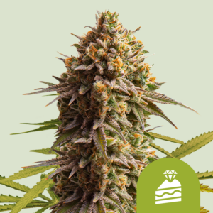 White Widow Automatic (Royal Queen Seeds)