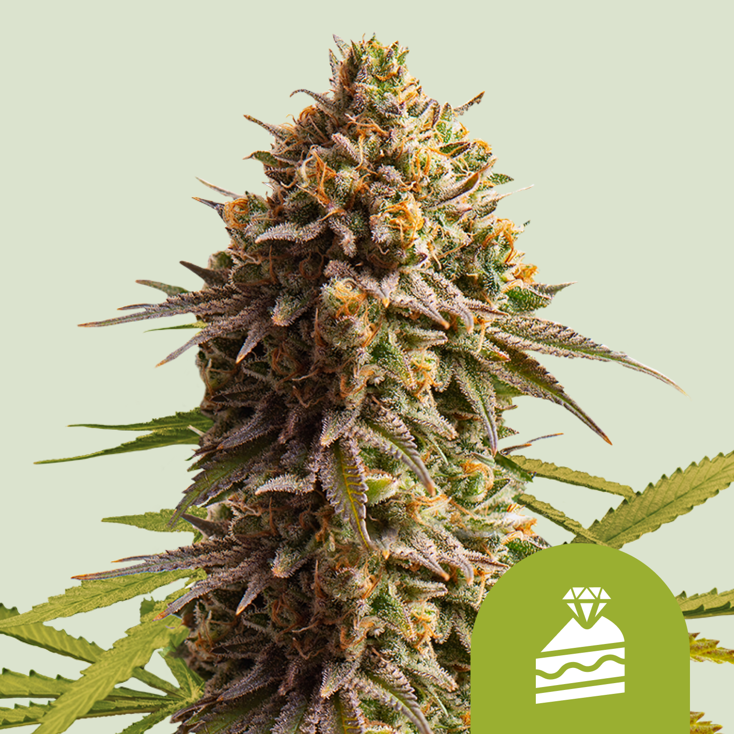 White Widow Automatic (Royal Queen Seeds)