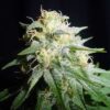 White Widow Automatic (Spliff Seeds)