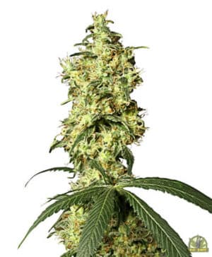 White Widow Automatic (White Label Seeds)
