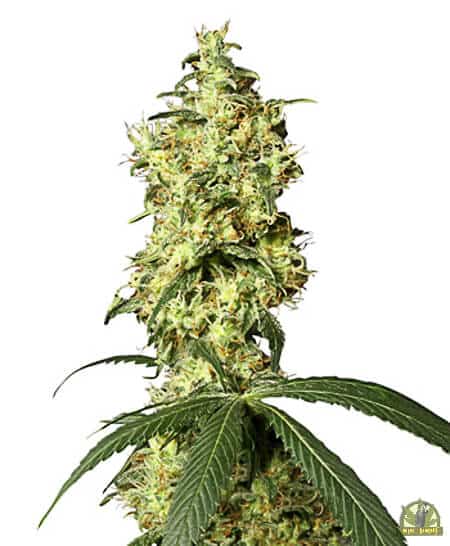 White Widow Automatic (White Label Seeds)