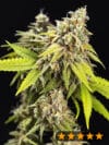 White Widow Auto (PowerStrains)