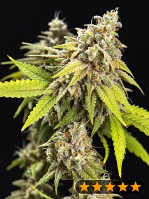 White Widow Auto (PowerStrains)