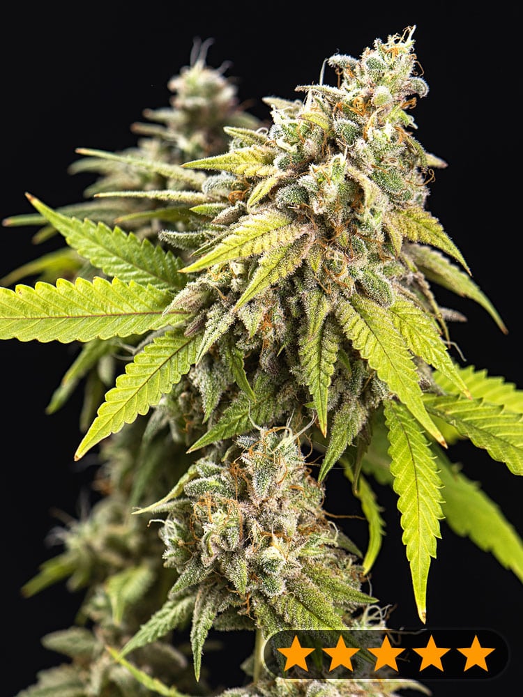White Widow Auto (PowerStrains)