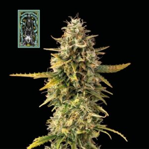 White Widow Auto (Seedsman)
