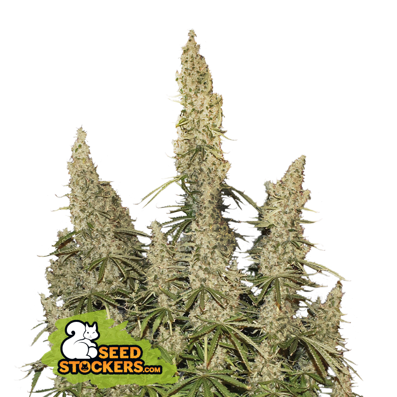 White Widow Auto (Seedstockers)