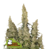 White Widow Auto (Seedstockers)