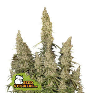 White Widow Auto (Seedstockers)