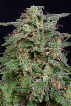 White Widow (Big Head Seeds)