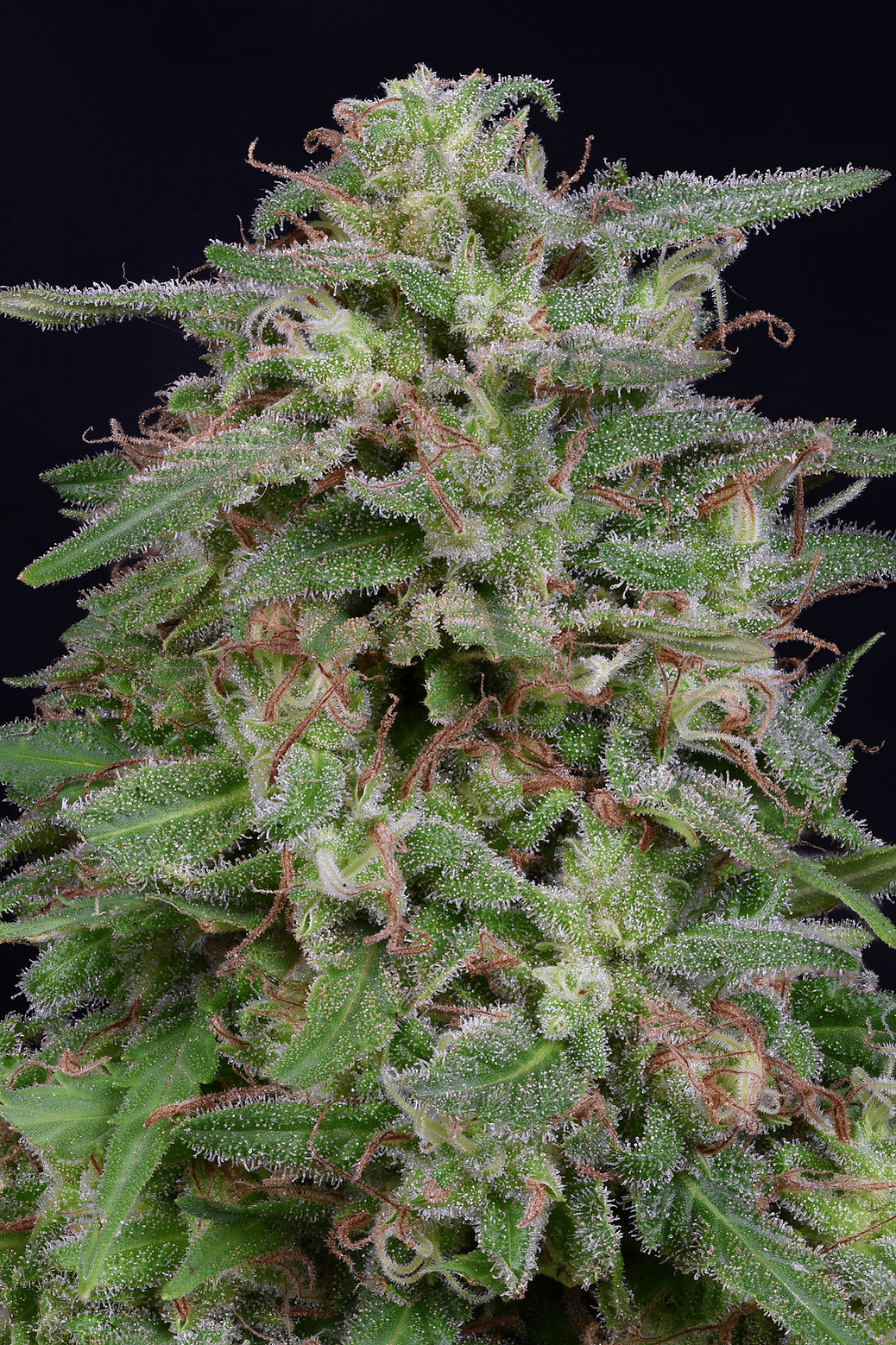 White Widow (Big Head Seeds)