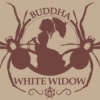 White Widow (Buddha Seeds)