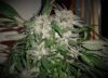 White Widow Express Auto