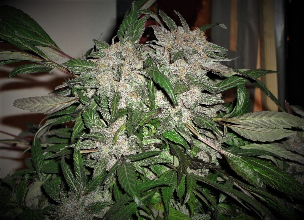 White Widow Express Auto