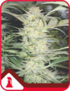 White Widow (Medical Seeds)