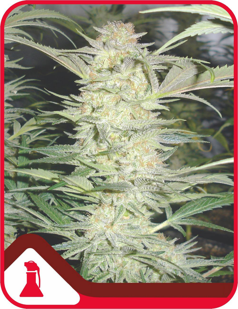 White Widow (Medical Seeds)