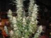 White Widow (Phoenix)