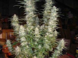 White Widow (Phoenix)
