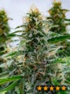 White Widow (PowerStrains)