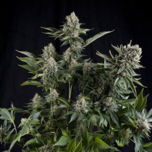 White Widow (Pyramid Seeds)