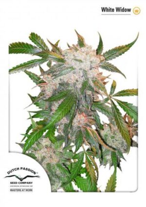 White Widow Reg. (Dutch Passion)