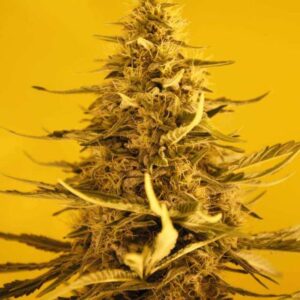 White Widow Reg. (Nirvana Seeds)