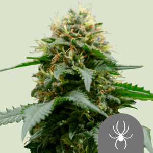 White Widow Reg. (Royal Queen Seeds)