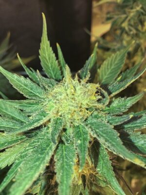 White Widow Reg. (Seedsman)