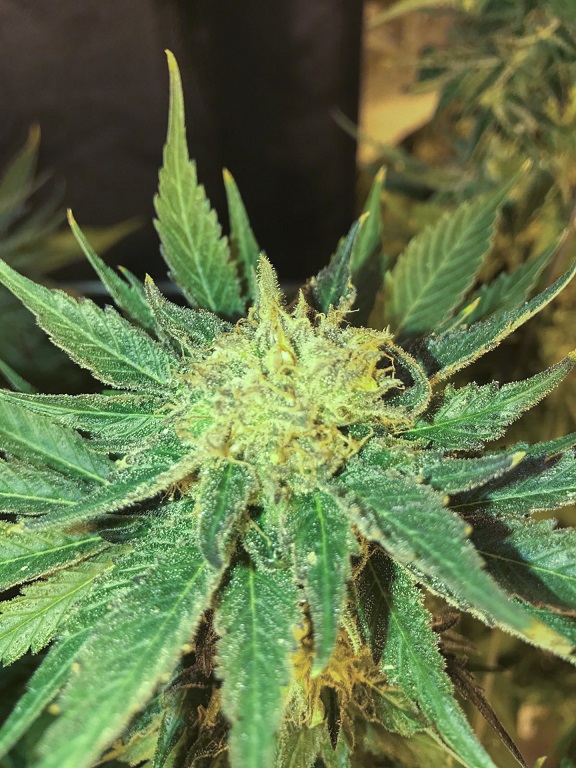 White Widow Reg. (Seedsman)