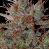 White Widow Reg. (Spliff Seeds)