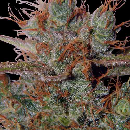 White Widow Reg. (Spliff Seeds)