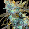 White Widow (Spliff Seeds)
