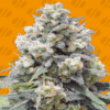 White Widow + (was White Critical)