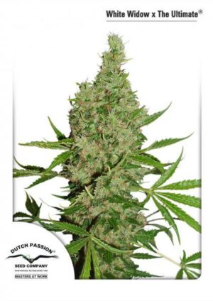 White Widow x The Ultimate Reg.