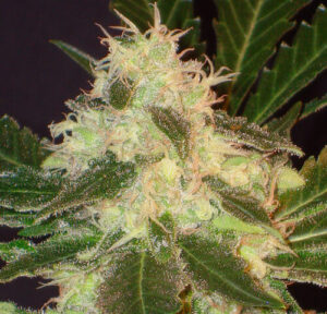 Widow (CBD Seeds)