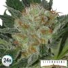 Widow (Seedmakers)