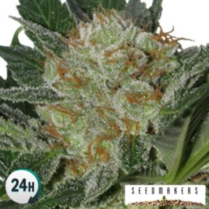 Widow (Seedmakers)