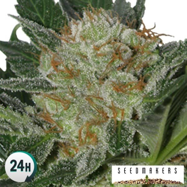 Widow (Seedmakers)
