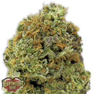 Wipeout Express Auto