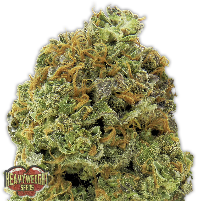 Wipeout Express Auto