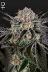 Wonder Pie