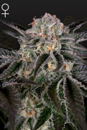Wonder Pie
