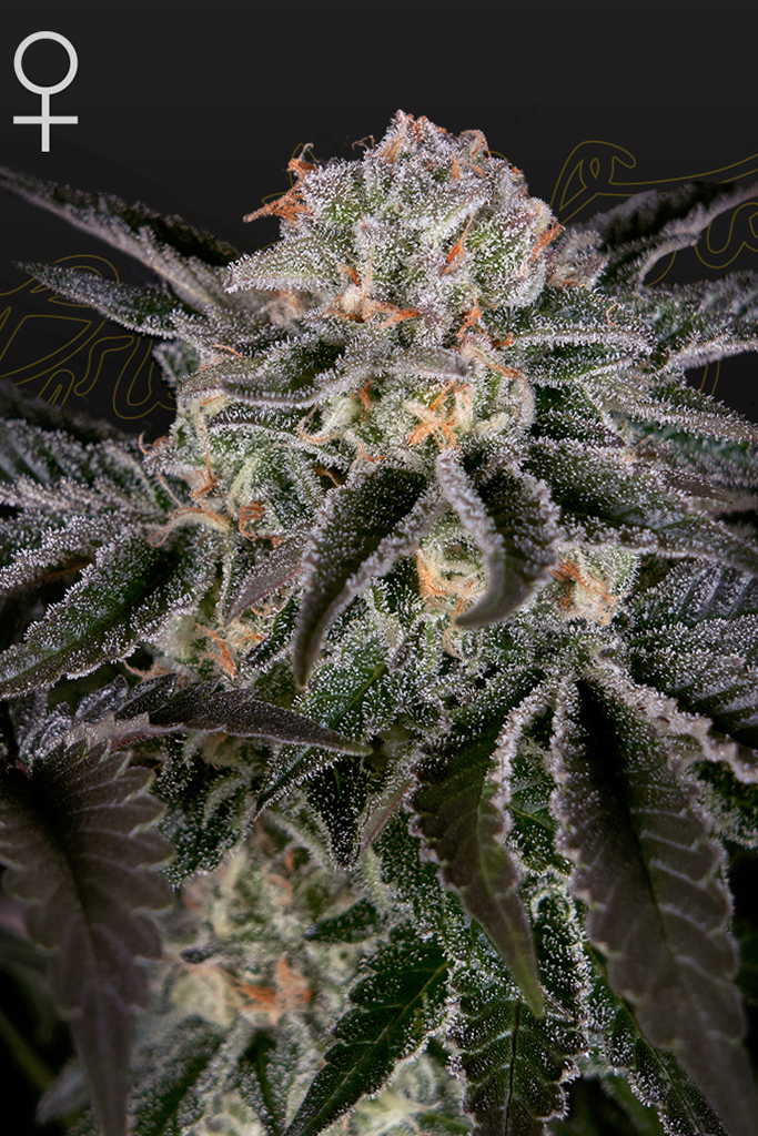 Wonder Pie