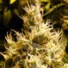 Wonder Woman Auto (Nirvana Seeds)