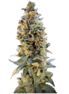 XTC OG
