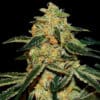 Xtreme Kush