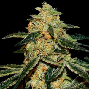 Xtreme Kush