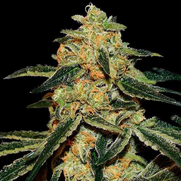 Xtreme Kush