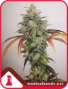 Y Griega CBD